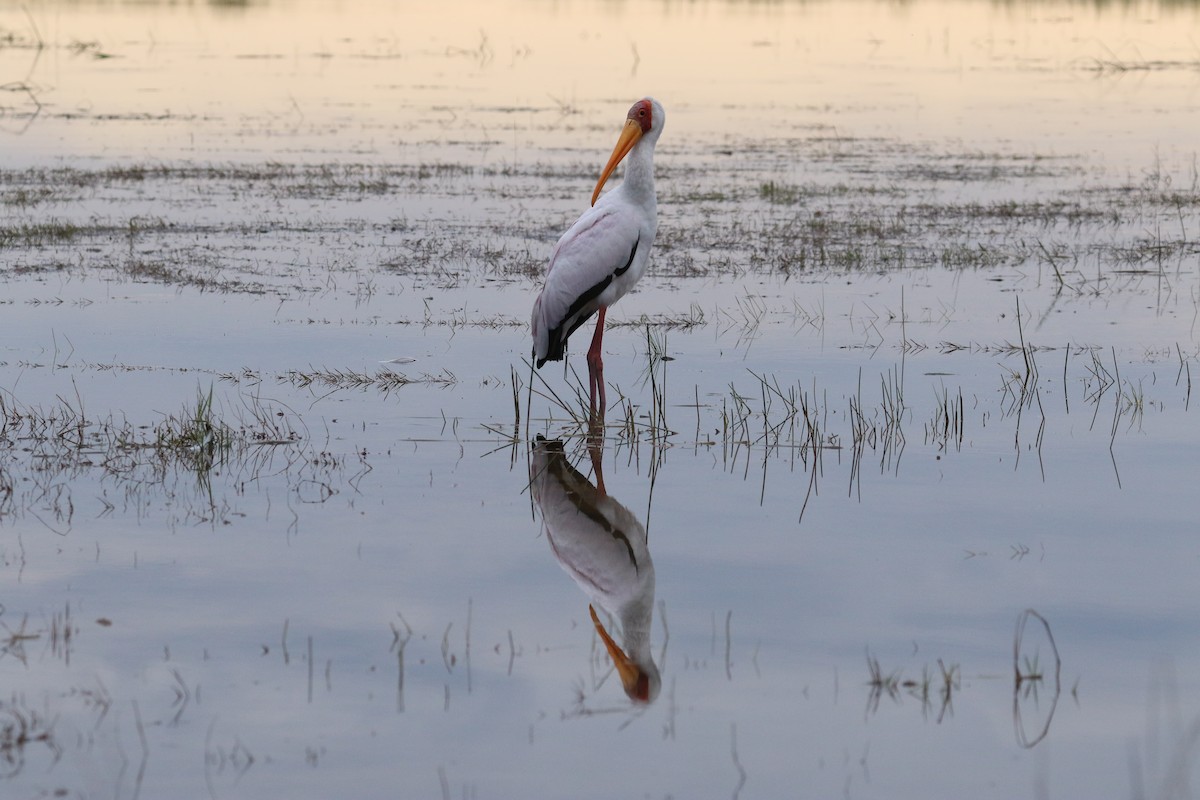 Yellow-billed Stork - ML643717495