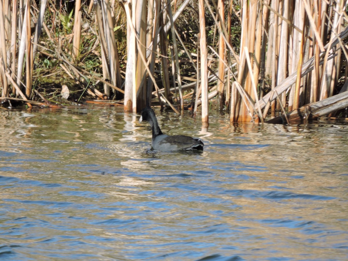 American Coot - ML643717496