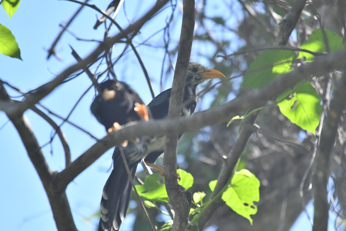 Yucatan Jay - ML643717505