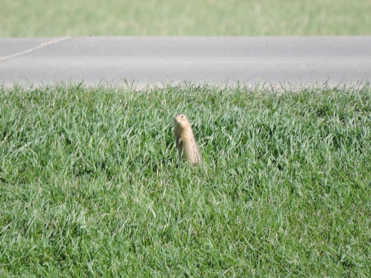 Citello dalle tredici linee - ML643717509