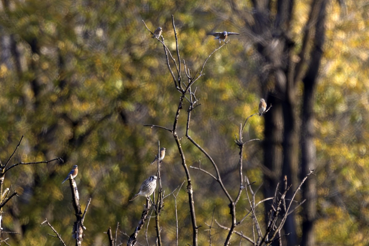 American Kestrel - ML643717527