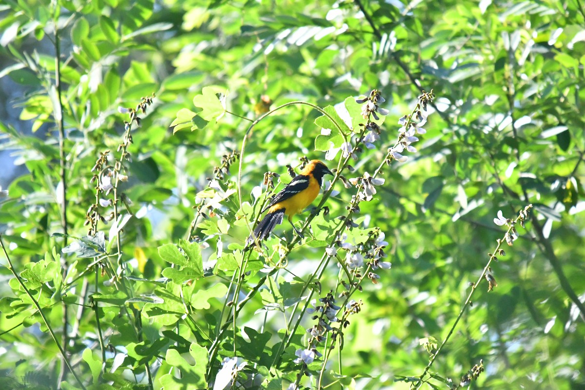 Oriole masqué - ML643717535