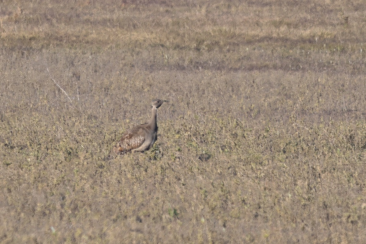 drop šedokrký - ML643717542