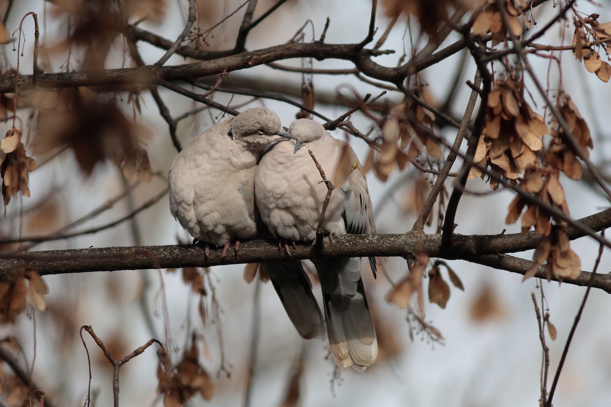Eurasian Collared-Dove - ML643717546