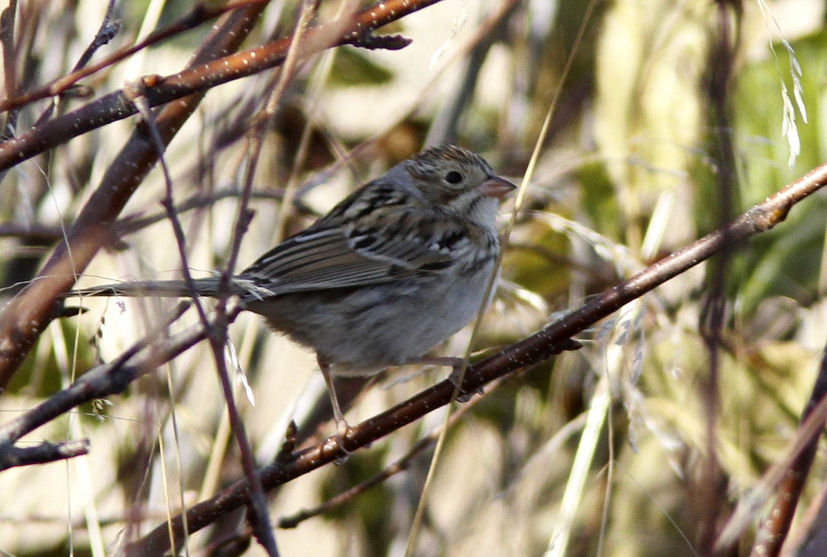 Clay-colored Sparrow - ML643717547