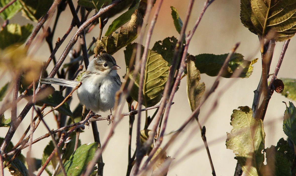 Clay-colored Sparrow - ML643717548