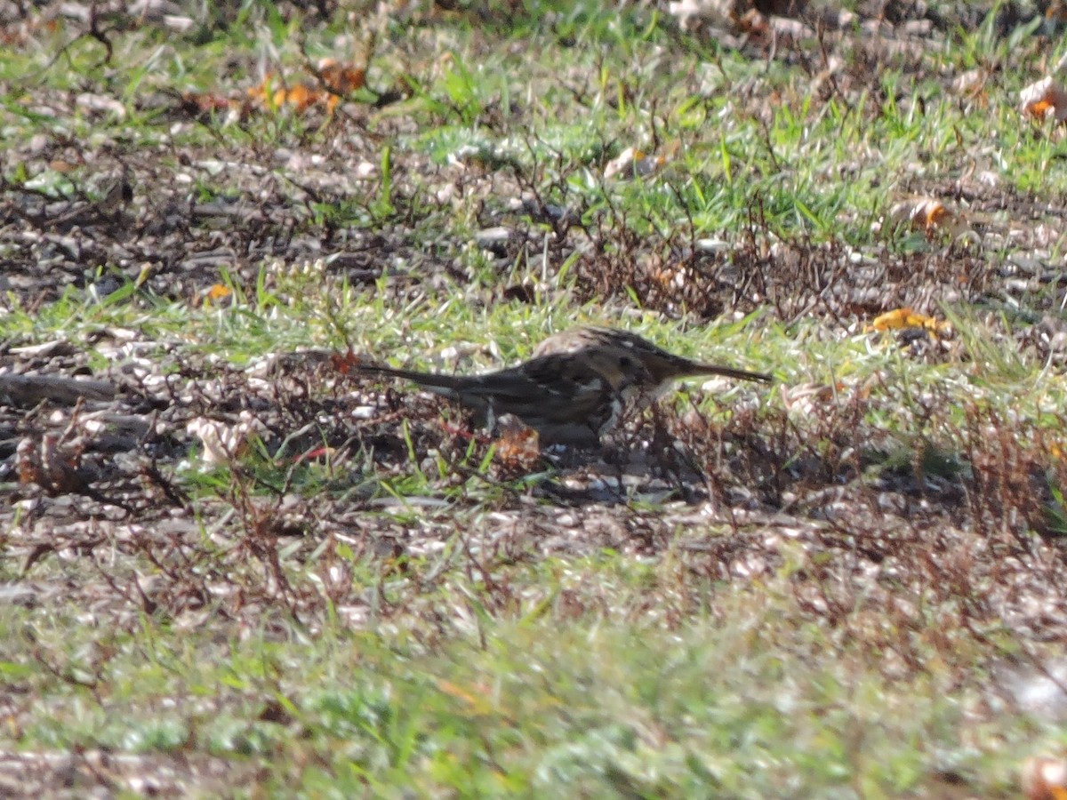 Harris's Sparrow - ML643717558