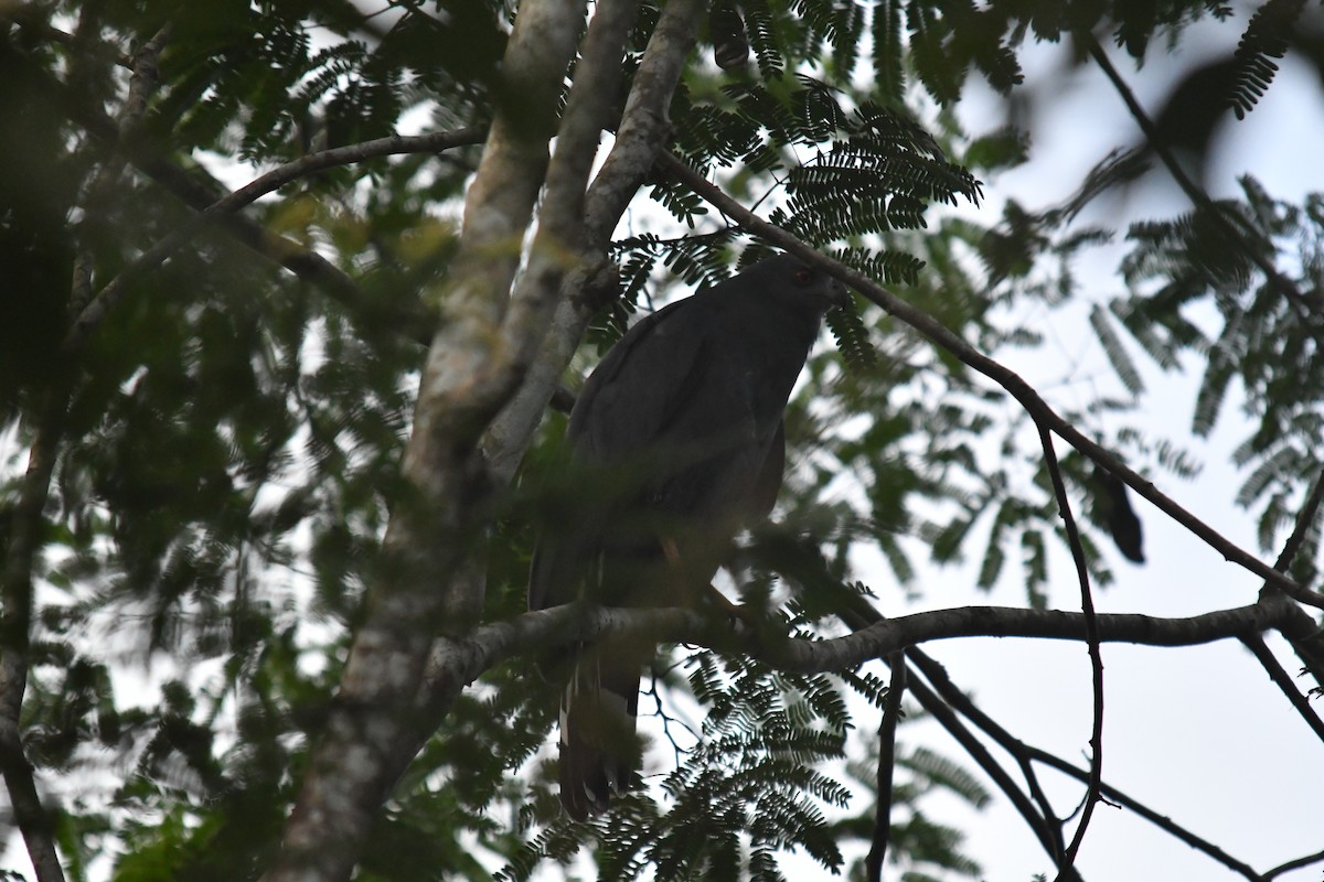 Crane Hawk - ML643717562