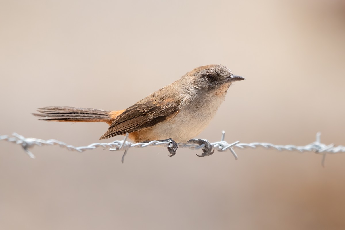 Dark-winged Canastero - ML643717566