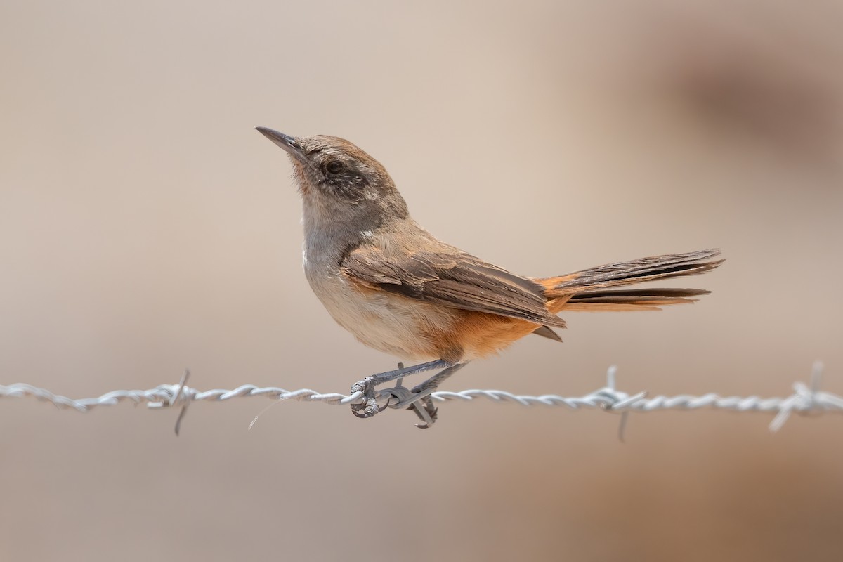 Dark-winged Canastero - ML643717567