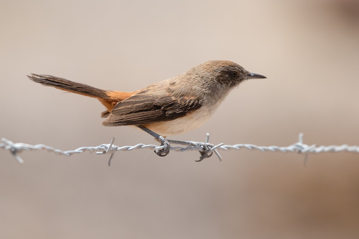 Dark-winged Canastero - ML643717568