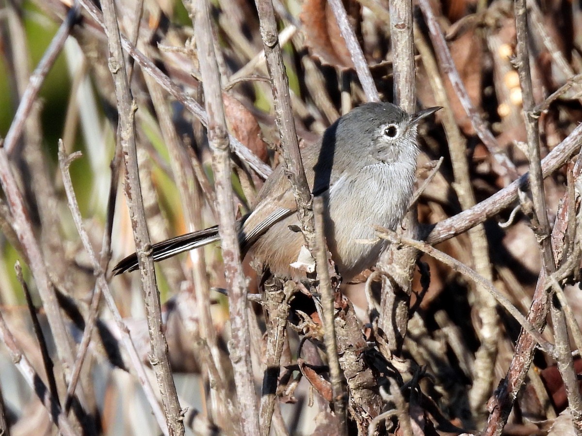 California Gnatcatcher - ML643717601