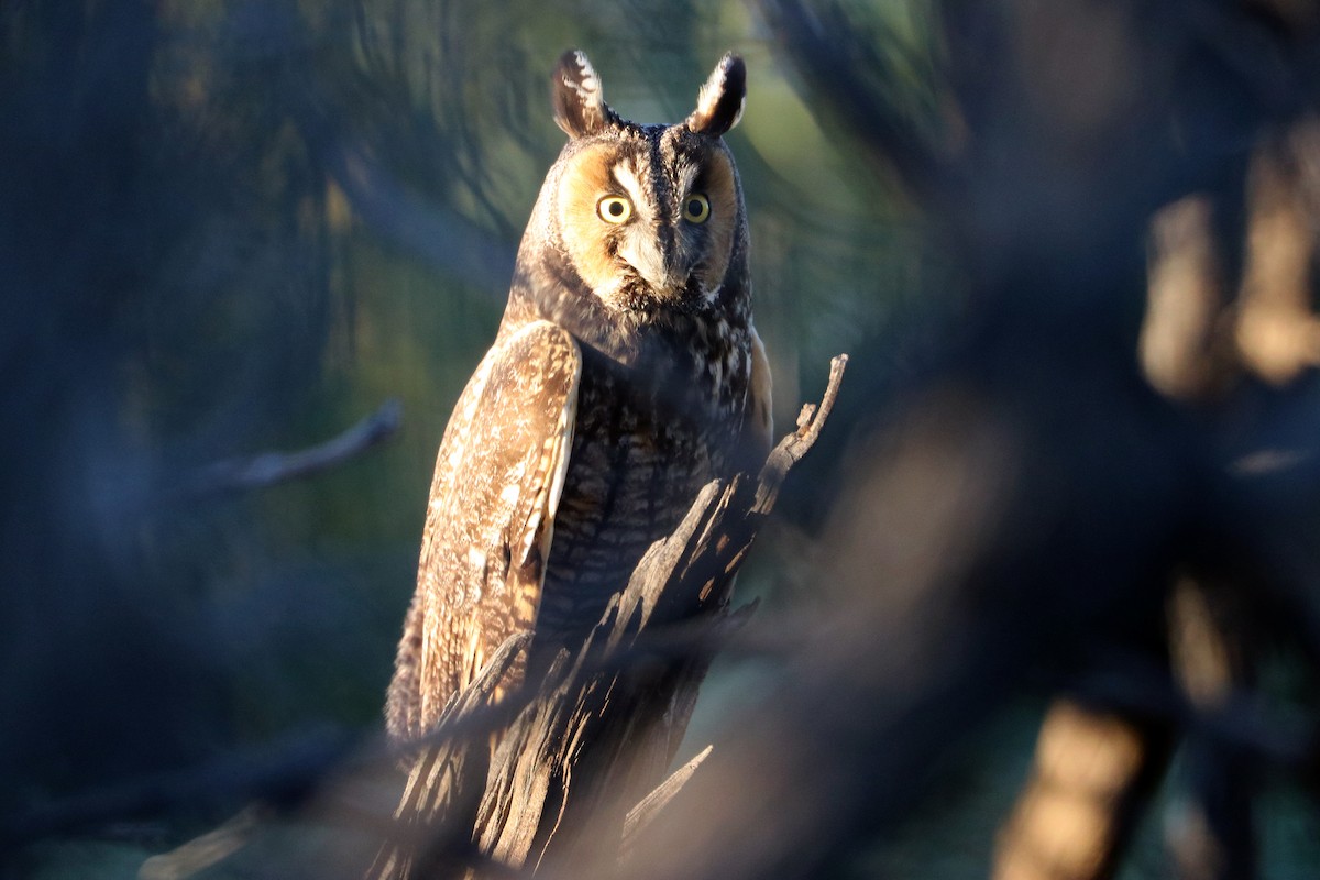 Long-eared Owl - ML643717602