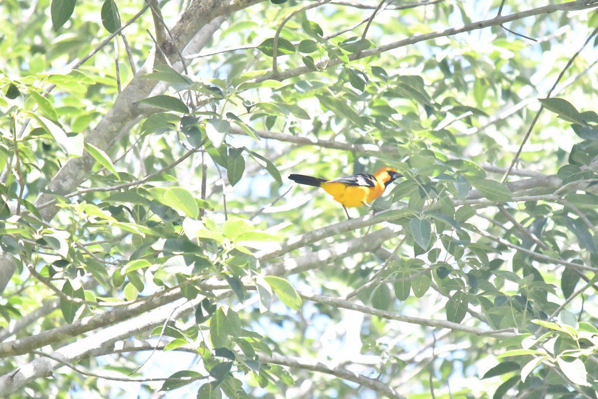Altamira Oriole - ML643717660