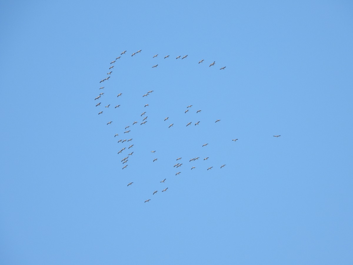 Common Crane - ML643717681