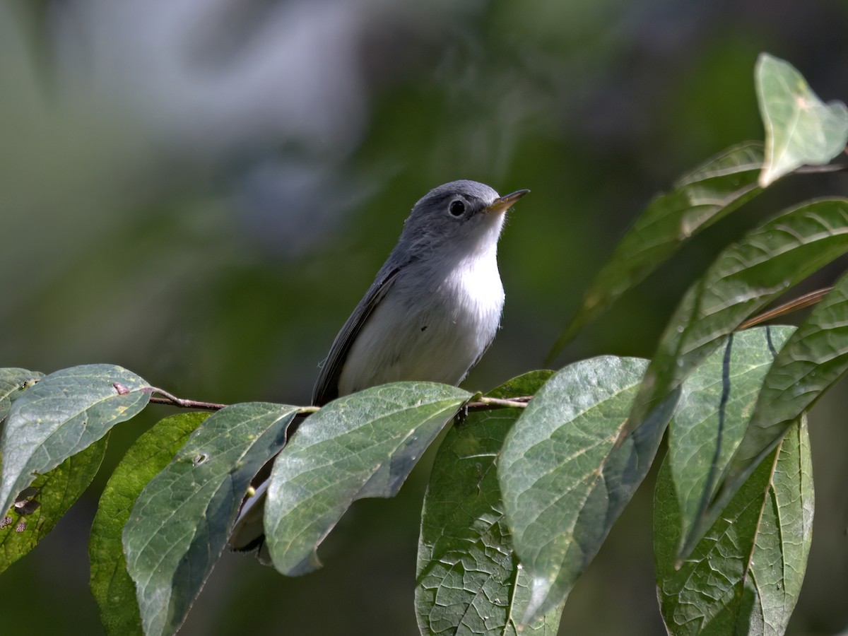 Blue-gray Gnatcatcher - ML643717682