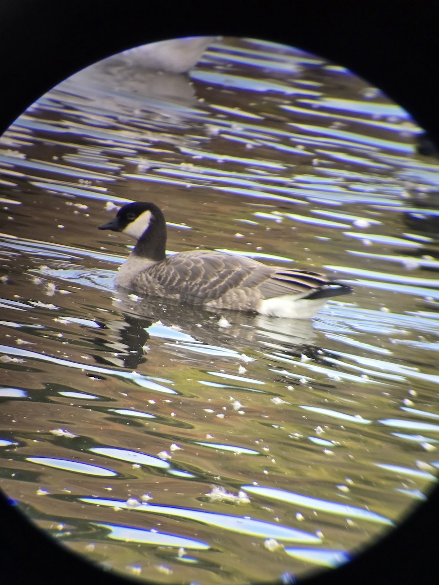 Cackling Goose - ML643717697