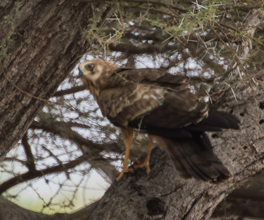 African Harrier-Hawk - ML643717700