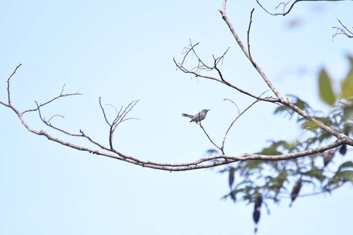 Blue-gray Gnatcatcher - ML643717732