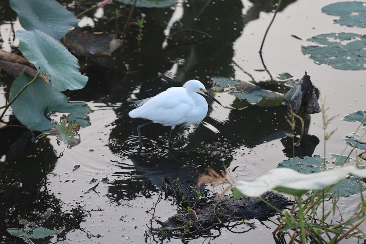 Snowy Egret - ML643717733