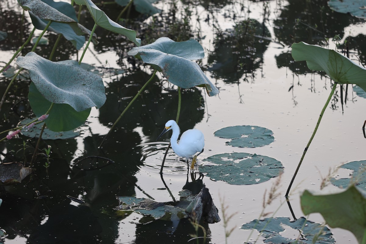 Snowy Egret - ML643717734