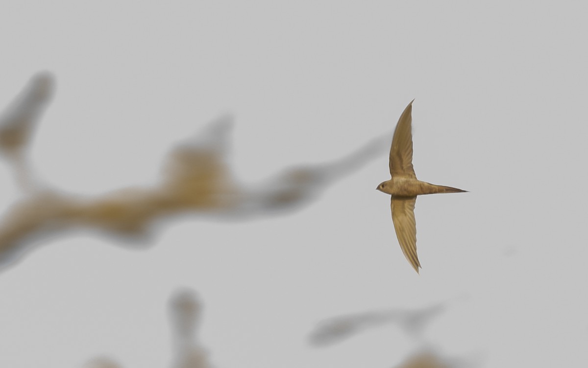 African Palm Swift - ML643717737