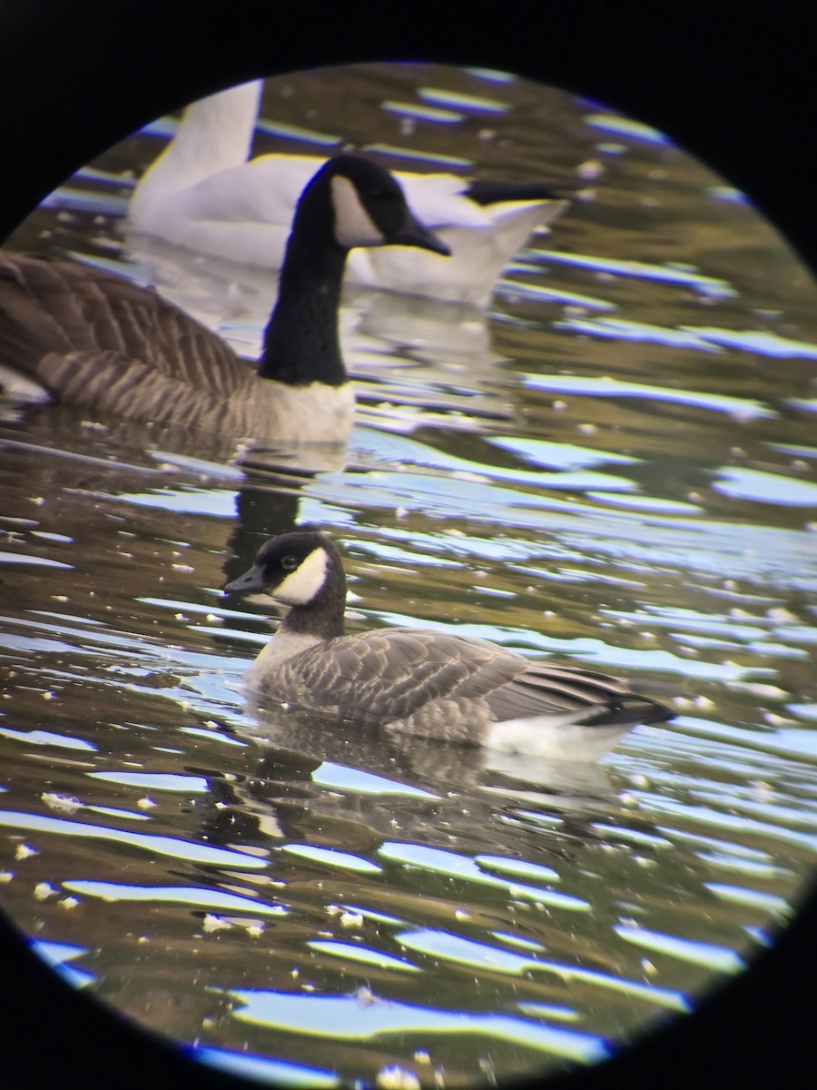 Cackling Goose - ML643717739