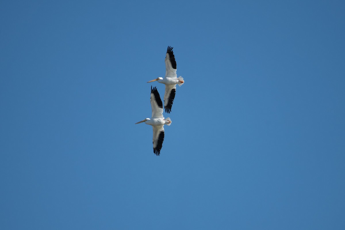 American White Pelican - ML643717742