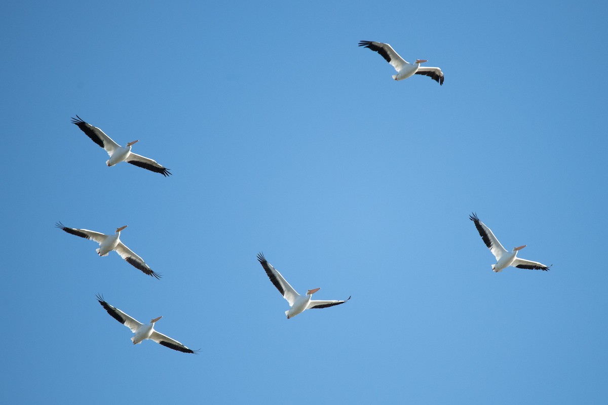 American White Pelican - ML643717743