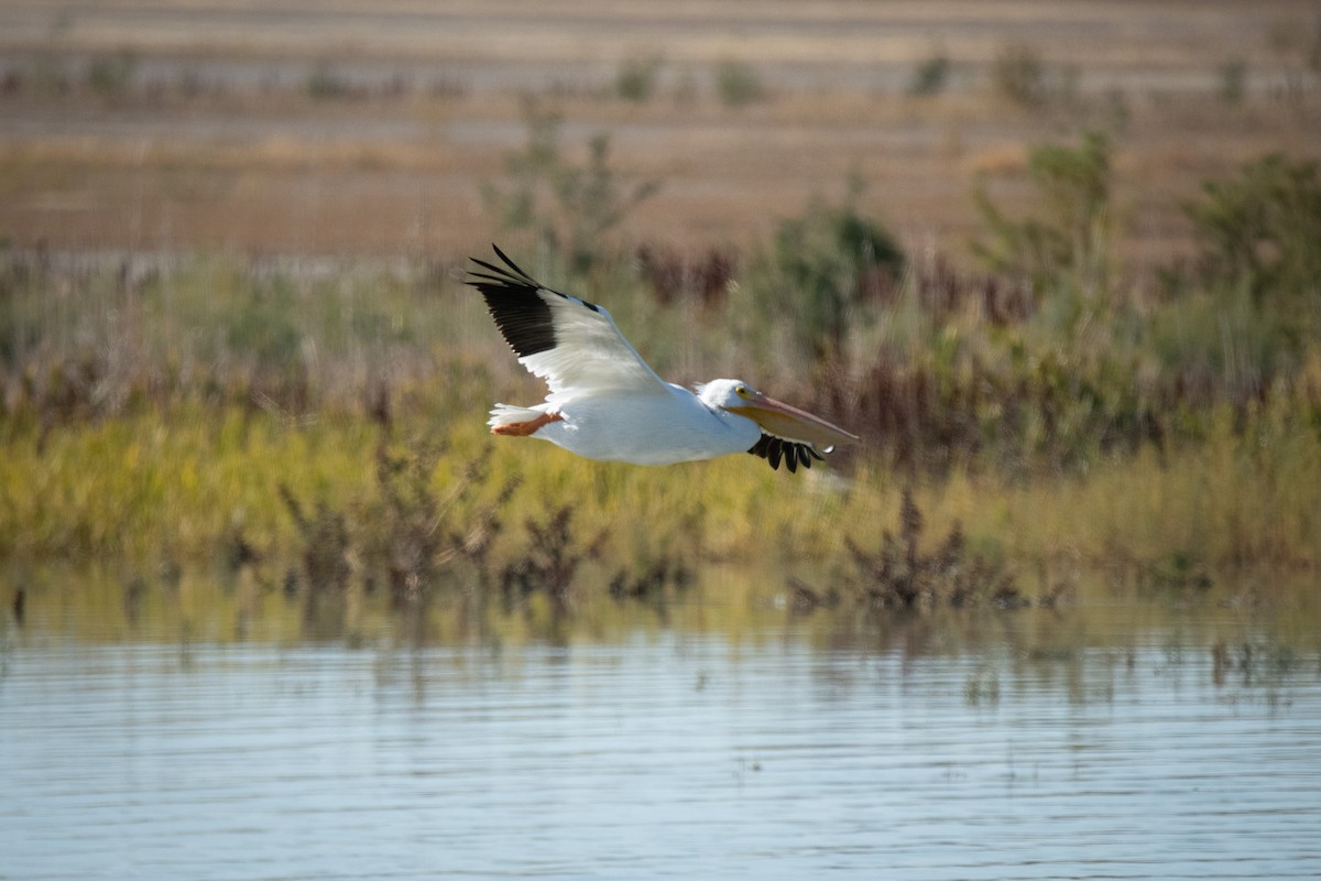 American White Pelican - ML643717744