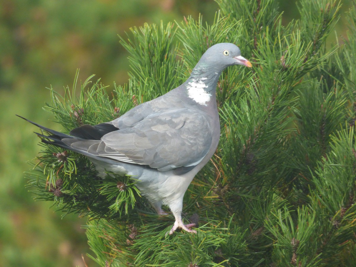Common Wood-Pigeon - ML643717760