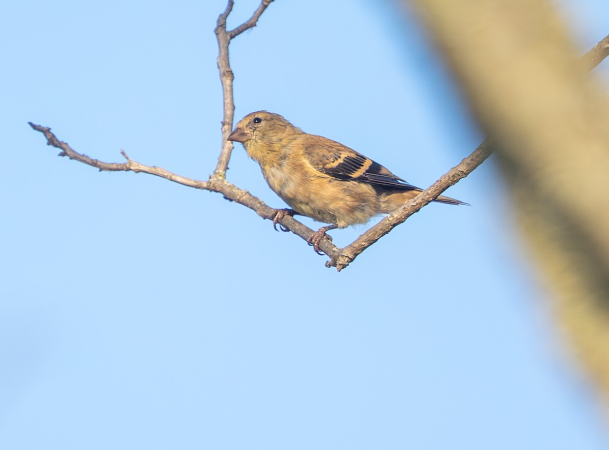 American Goldfinch - ML643717781