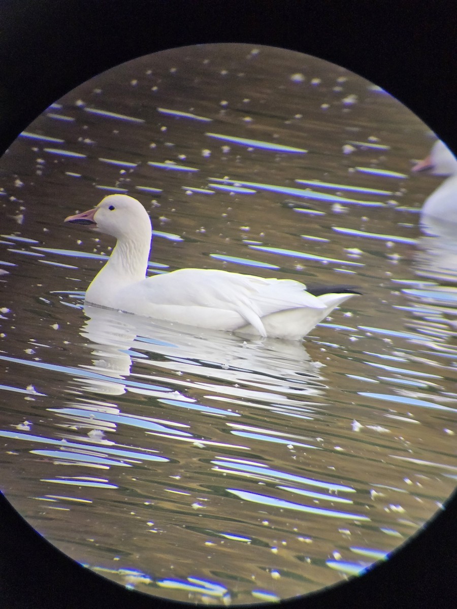 Snow Goose - ML643717791