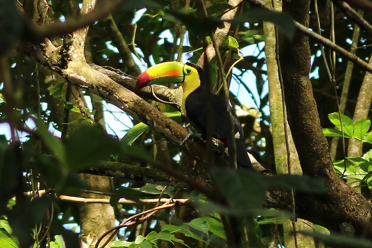 Keel-billed Toucan - ML643717801