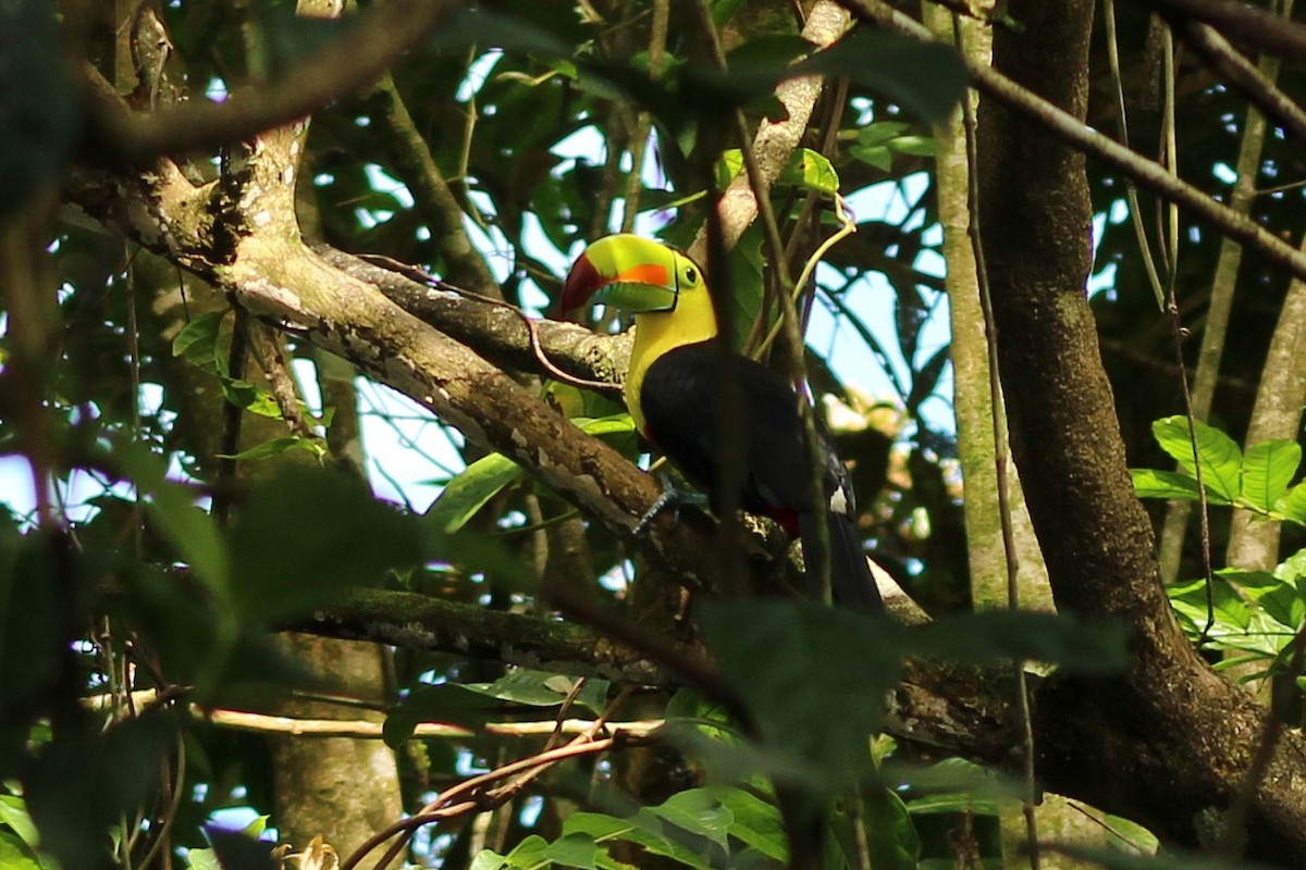 Keel-billed Toucan - ML643717802