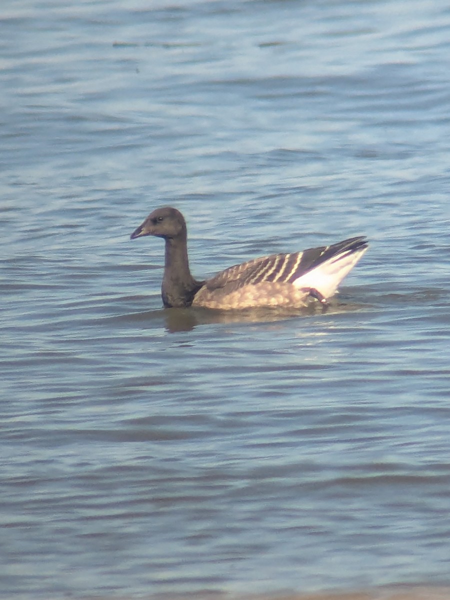 Branta musubeltza - ML643717812