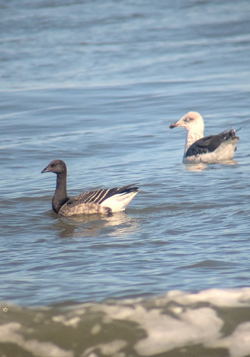 Branta musubeltza - ML643717813