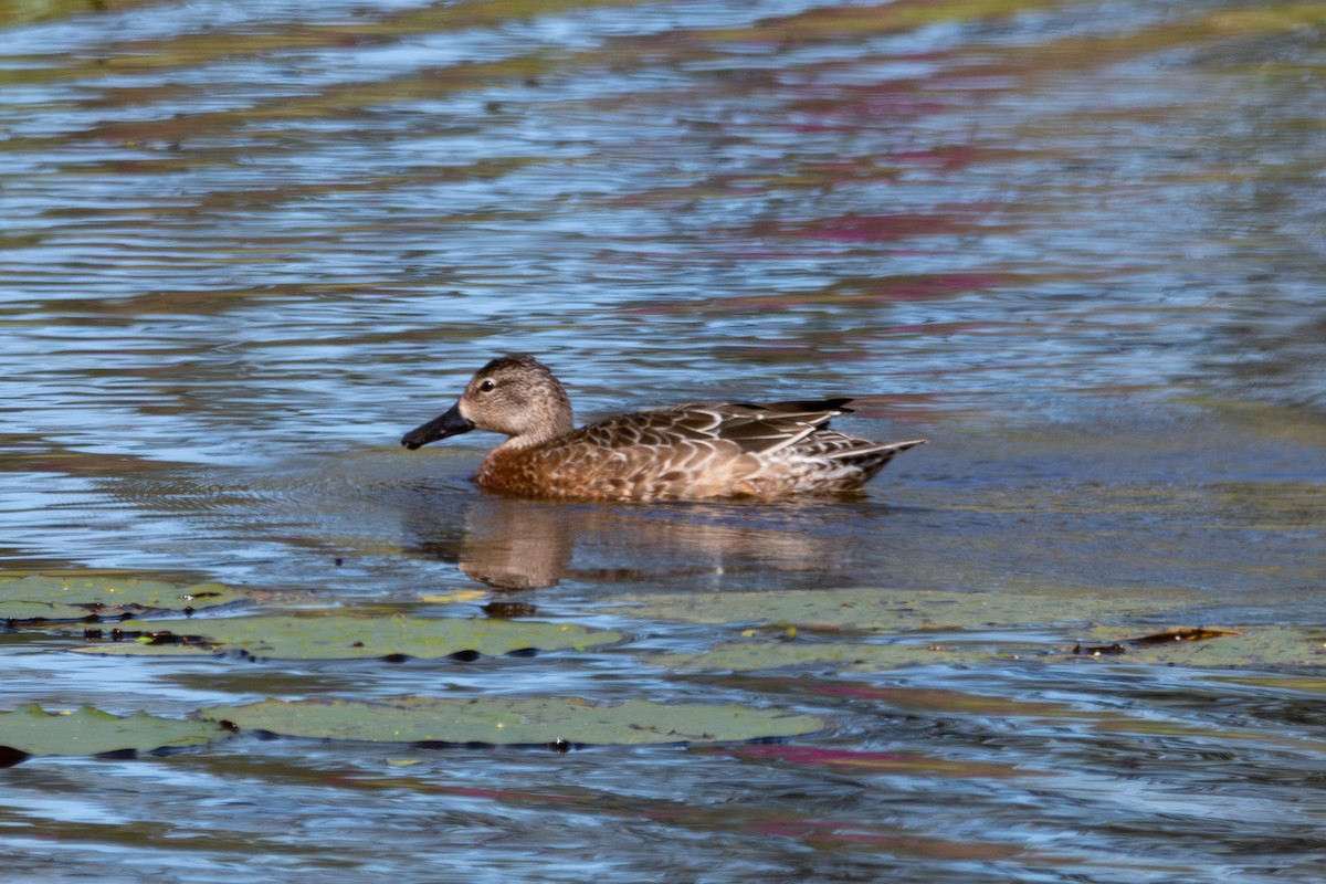 Cinnamon Teal - ML643717814