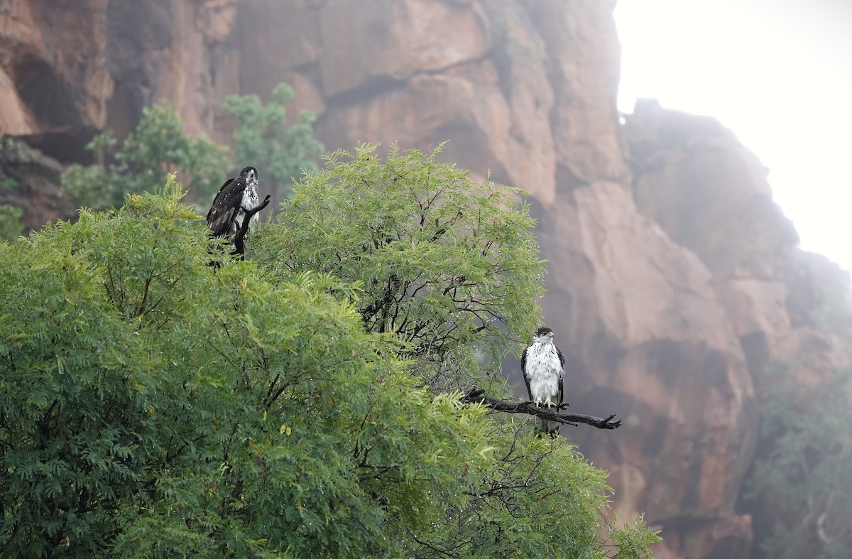 African Hawk-Eagle - ML643717819