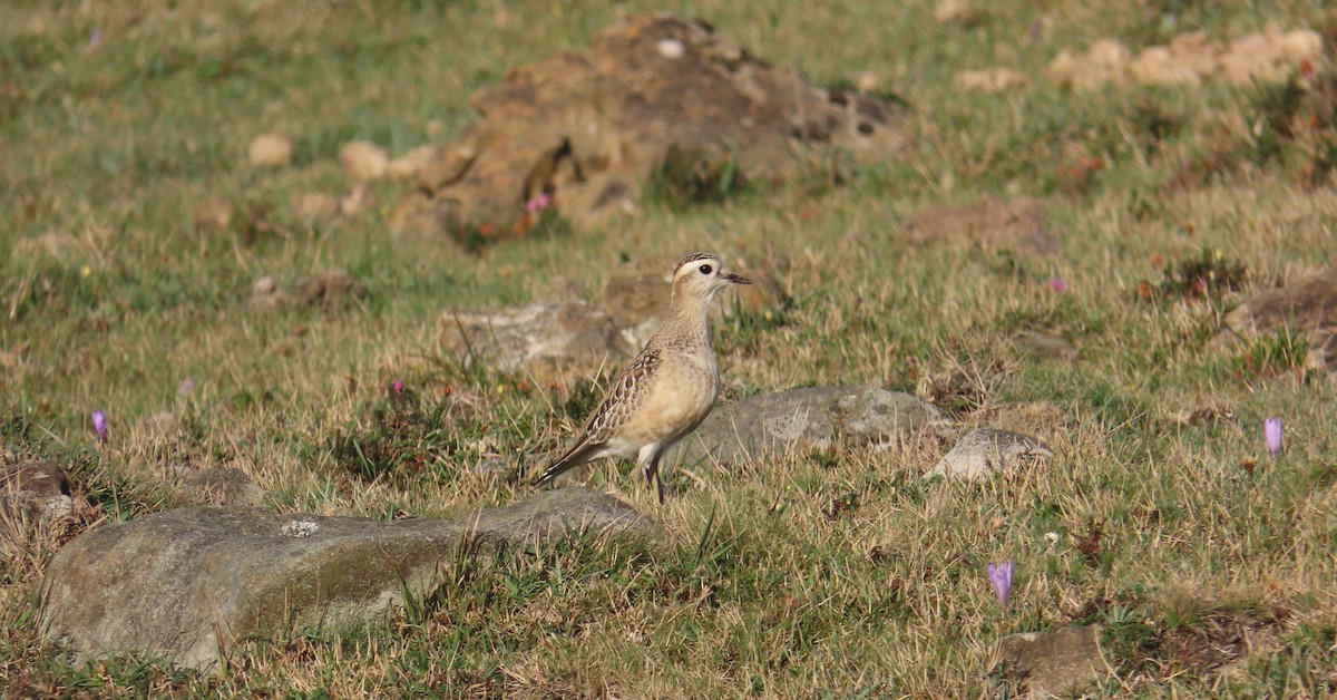 Eurasian Dotterel - ML643717826