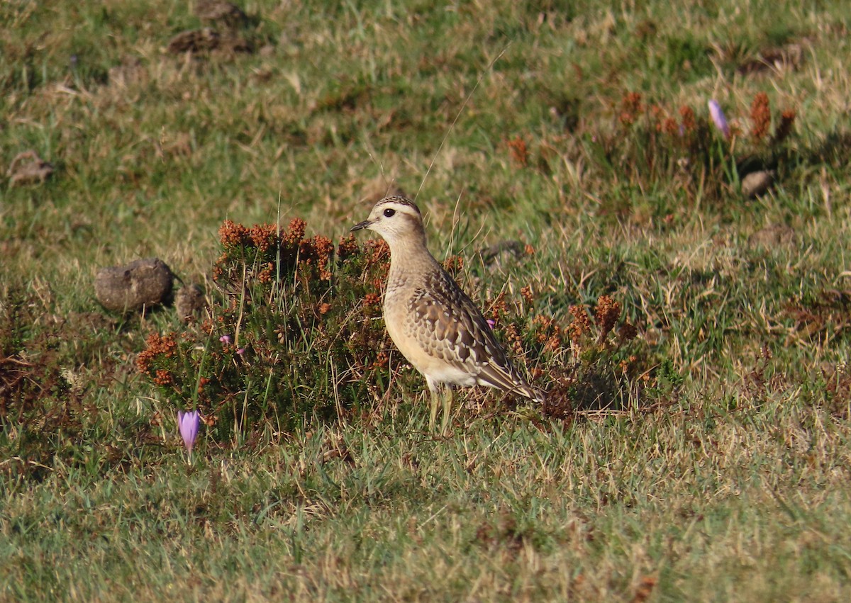 Eurasian Dotterel - ML643717827