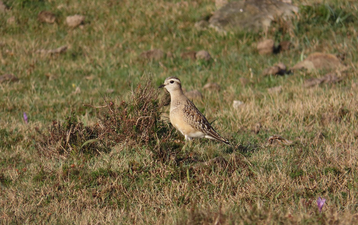 Eurasian Dotterel - ML643717828