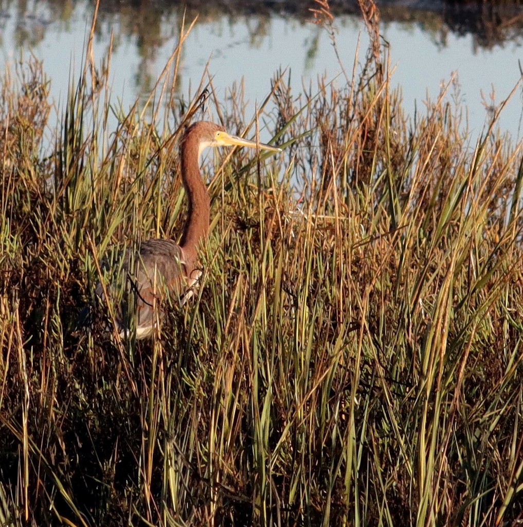 Tricolored Heron - ML643717829