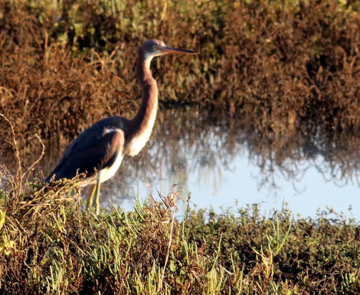 Tricolored Heron - ML643717830