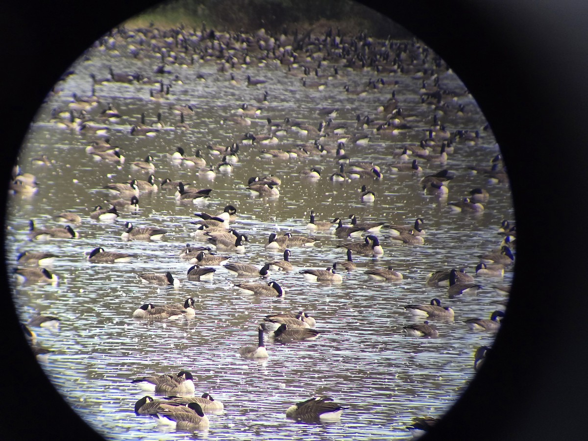 Canada Goose - ML643717832