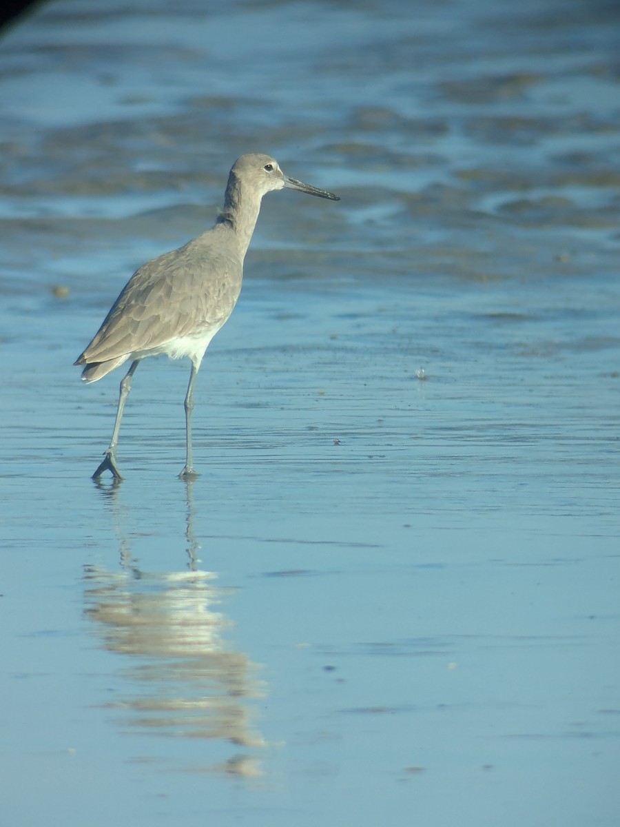Willet (Western) - ML643717835