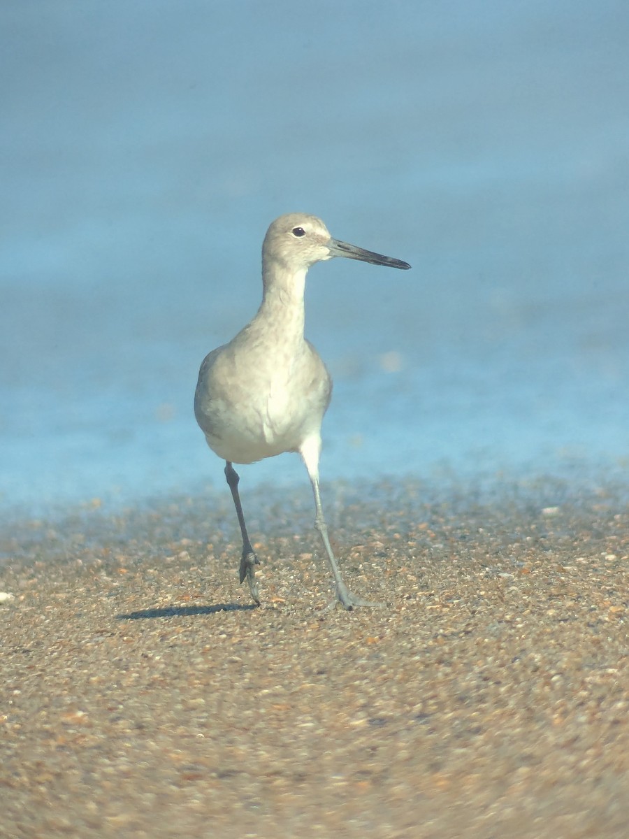 Willet (Western) - ML643717836
