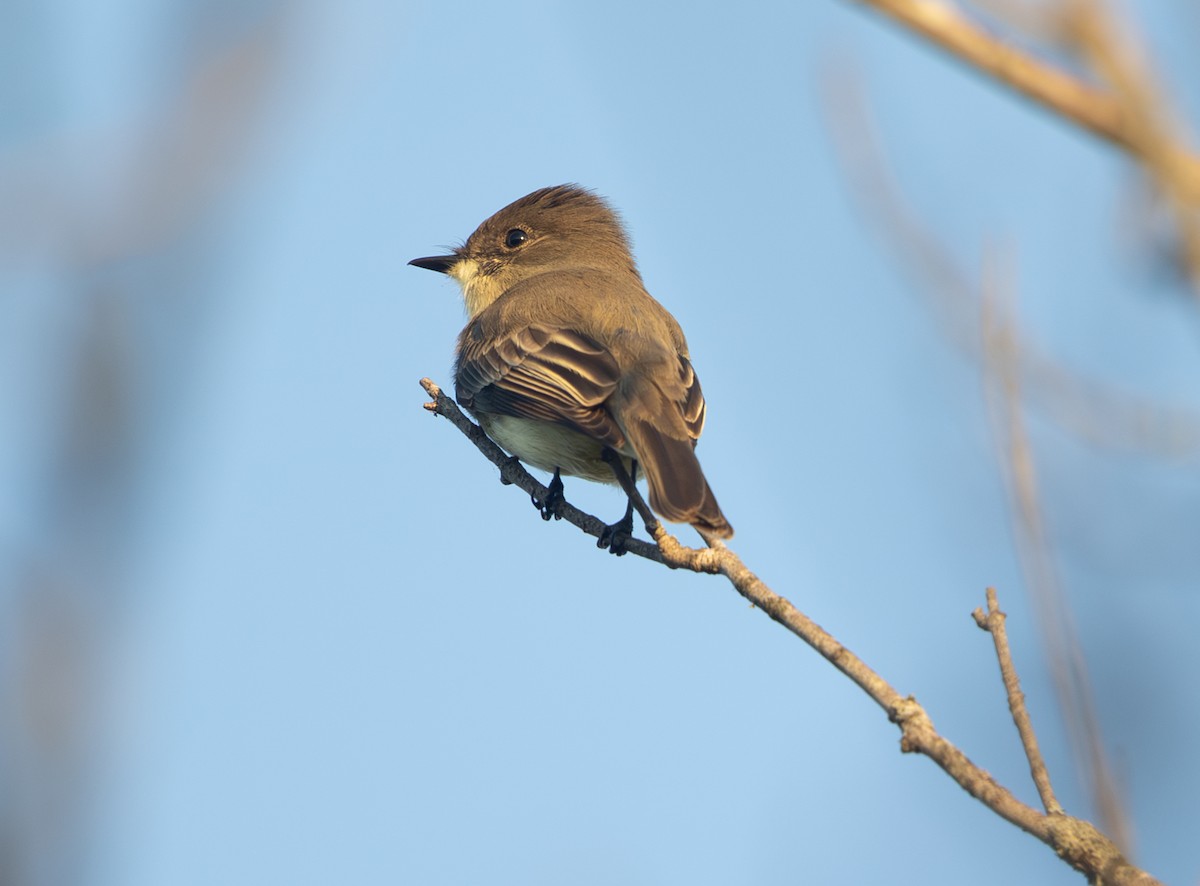 Eastern Phoebe - ML643717837