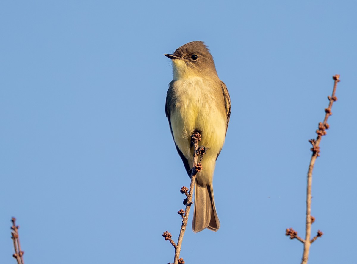 Eastern Phoebe - ML643717838