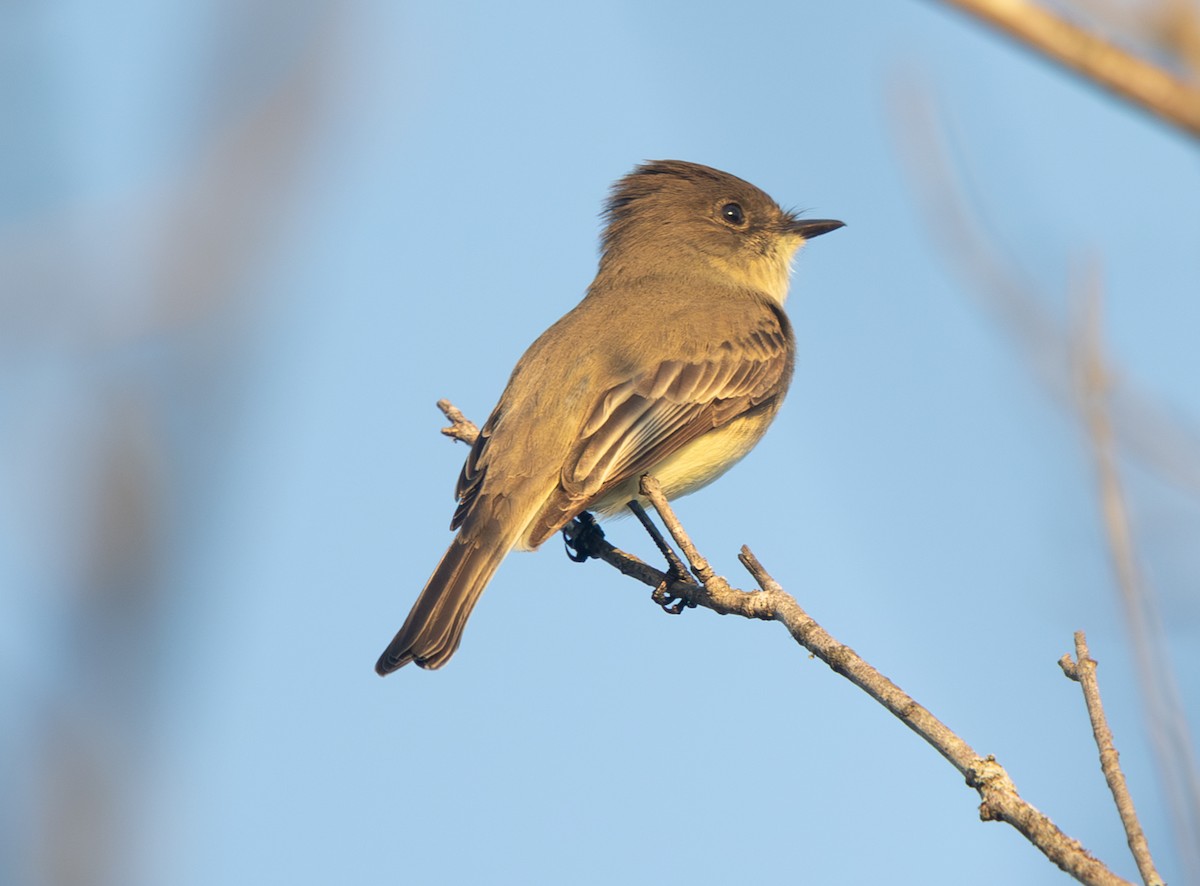 Eastern Phoebe - ML643717839